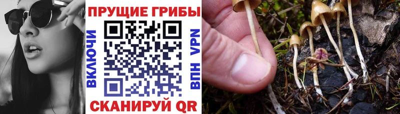 наркошоп  Буйнакск  Галлюциногенные грибы GOLDEN TEACHER 