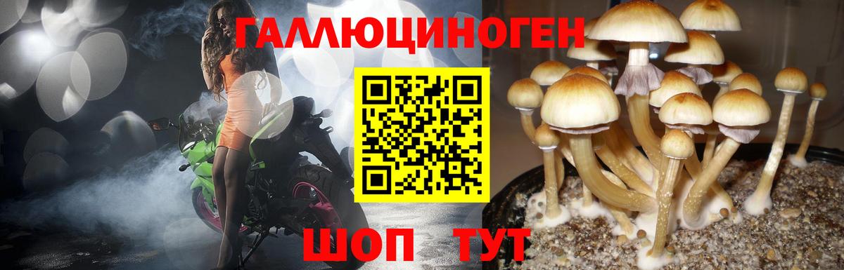 Буйнакск  даркнет сайт  Вход с VPN  Галлюциногенные грибы прущие грибы 